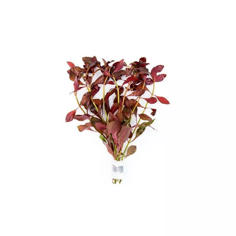 Ludwigia Peruensis/Gladulosa var. Diamond