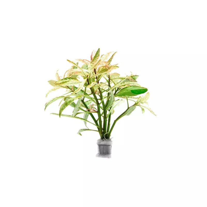 Ludwigia Pink