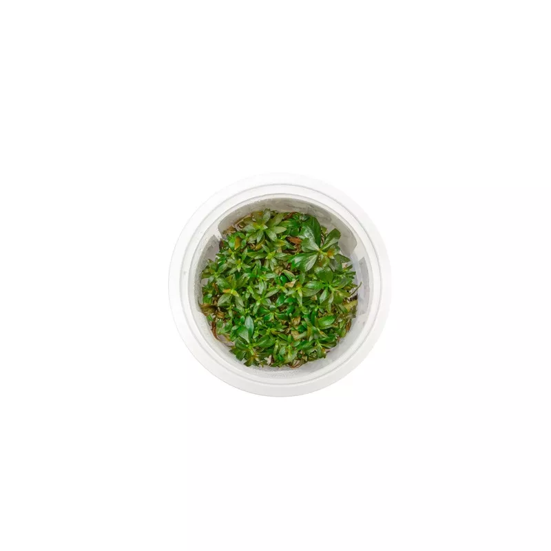 Ludwigia Repens Aquatic Farmer Tissue Culture