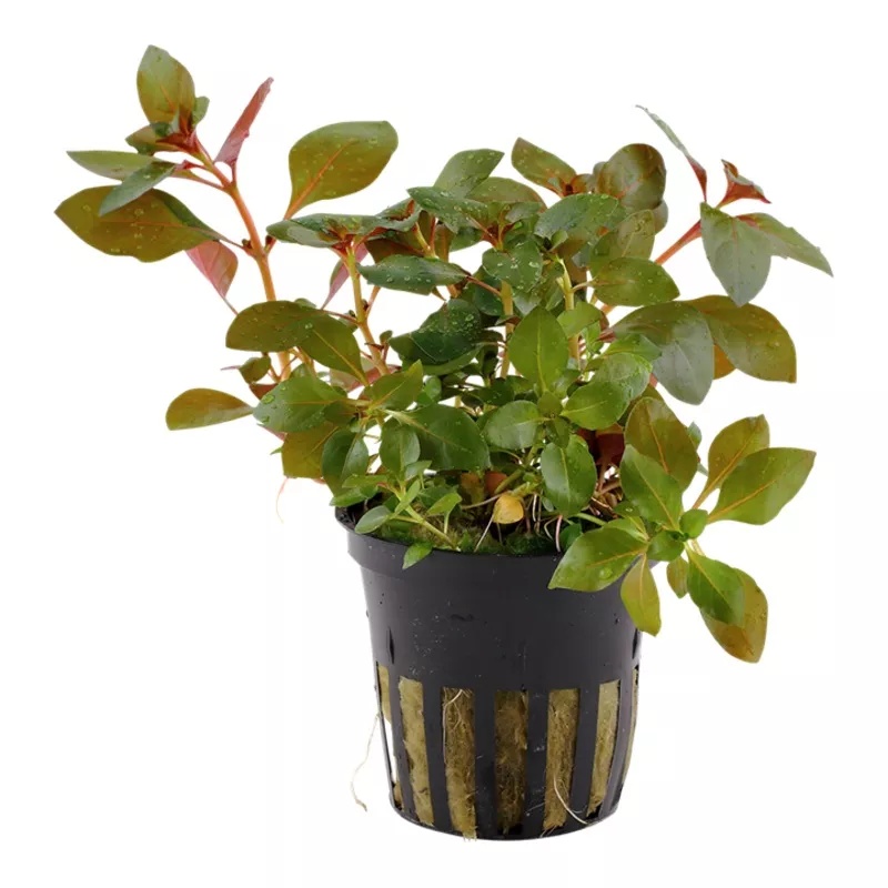 Ludwigia repens ‘Rubin’ – Tropica