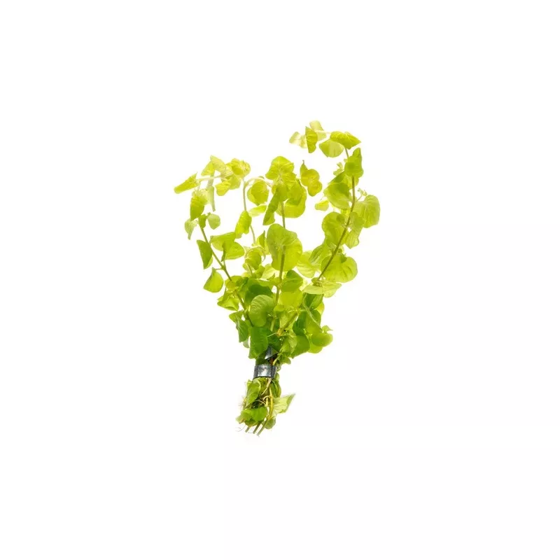 Lysimachia Nummularia Aurea / Creeping Jenny