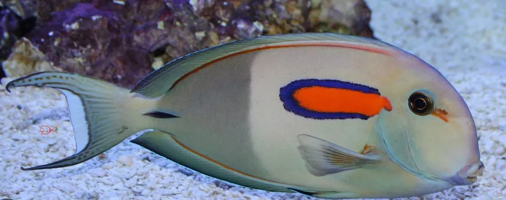 MAC Certified Orange Shoulder Tang