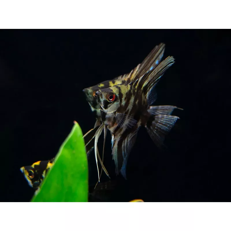Marble Angelfish (Pterophyllum scalare), Tank Bred