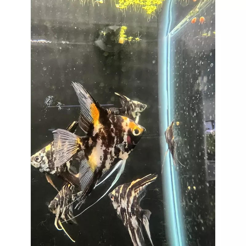 Marbled Angelfish LG (3″-3.5″)