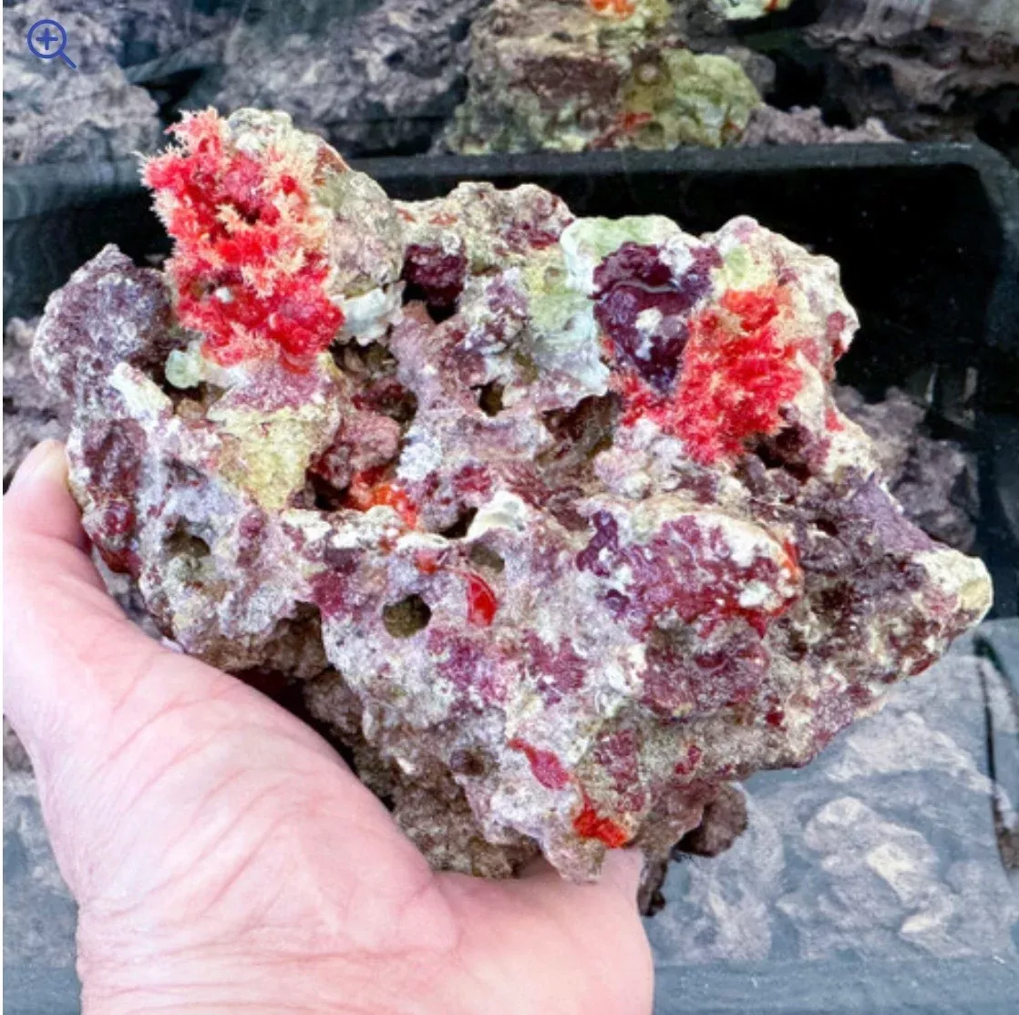 MarcoRocks Maricultured Live Rock | 10lbs