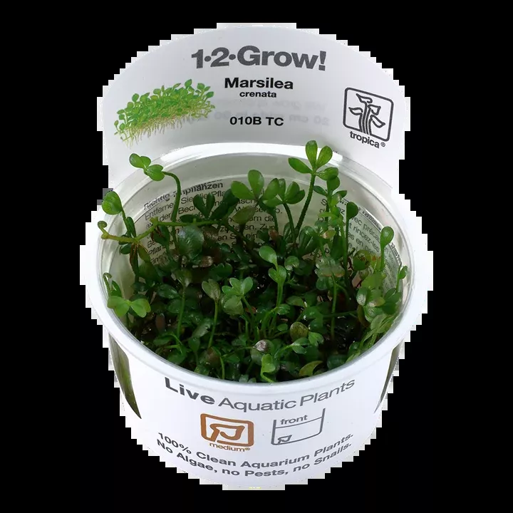 Marsilea crenata TC by Tropica