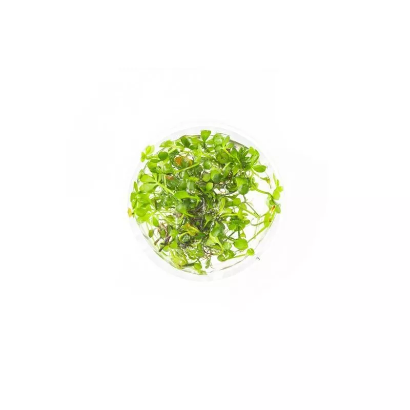 Marsilea Hirsuta Aquatic Farmer Tissue Culture