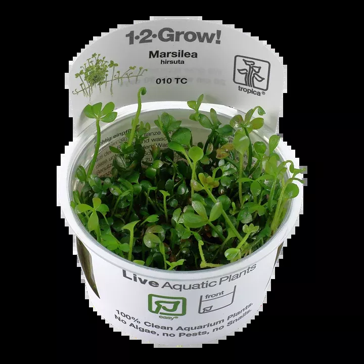 Marsilea hirsuta TC by Tropica
