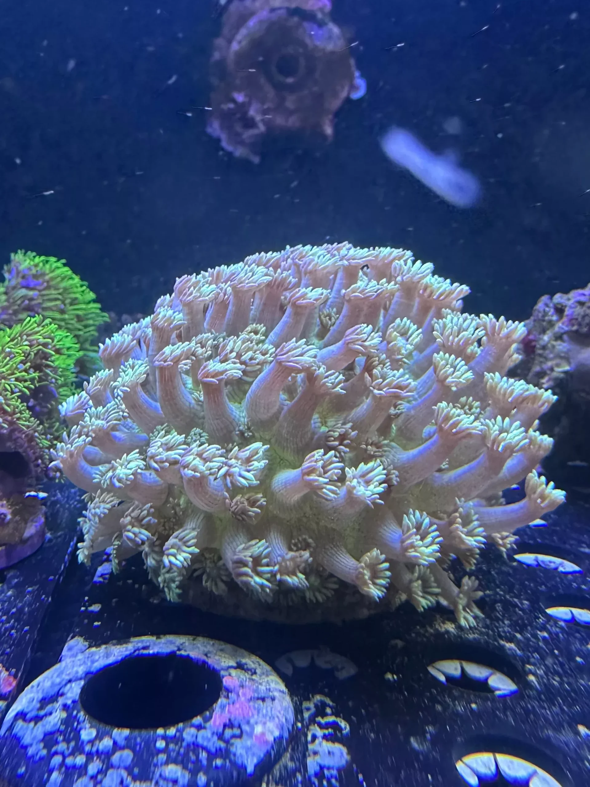 Metallic Green Goniopora Coral – Australia