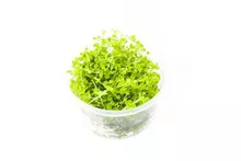 Micranthemum ‘Monte Carlo’ UNS Tissue Culture