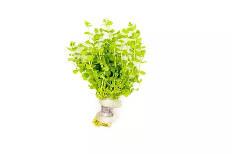Micranthemum Umbrosum