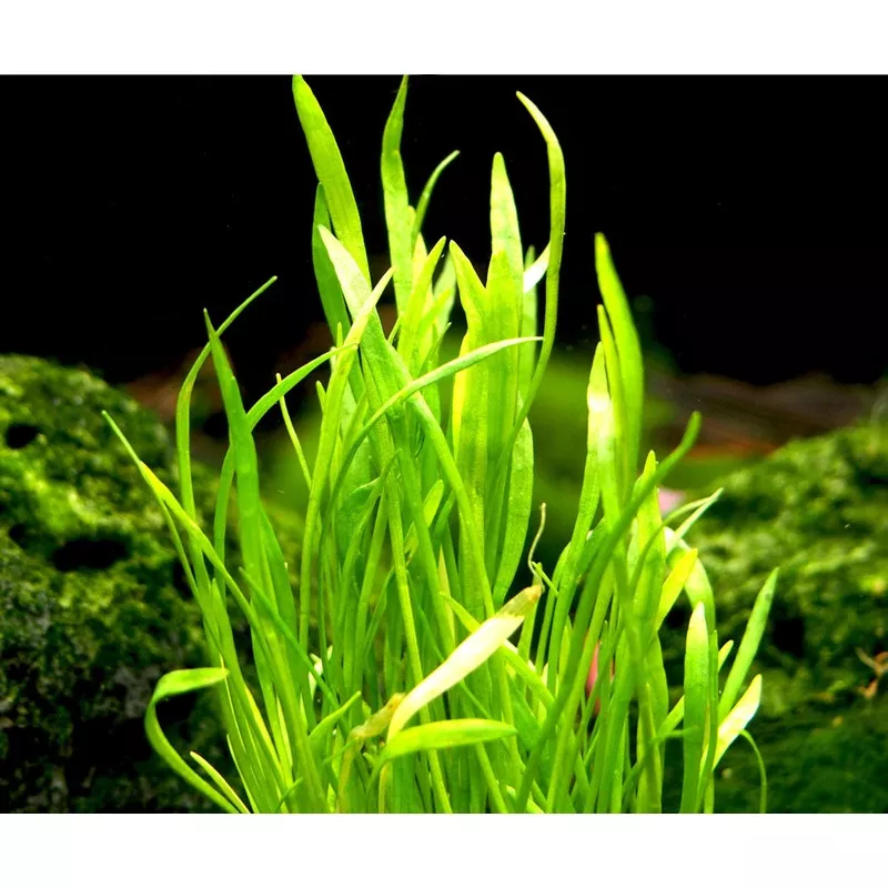 Micro Sword (Lilaeopsis brasiliensis)