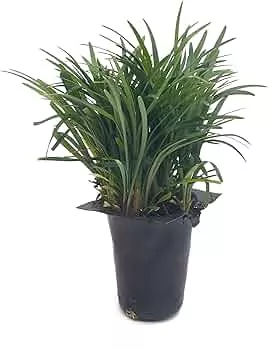 Mondo Grass Terrarium Plant