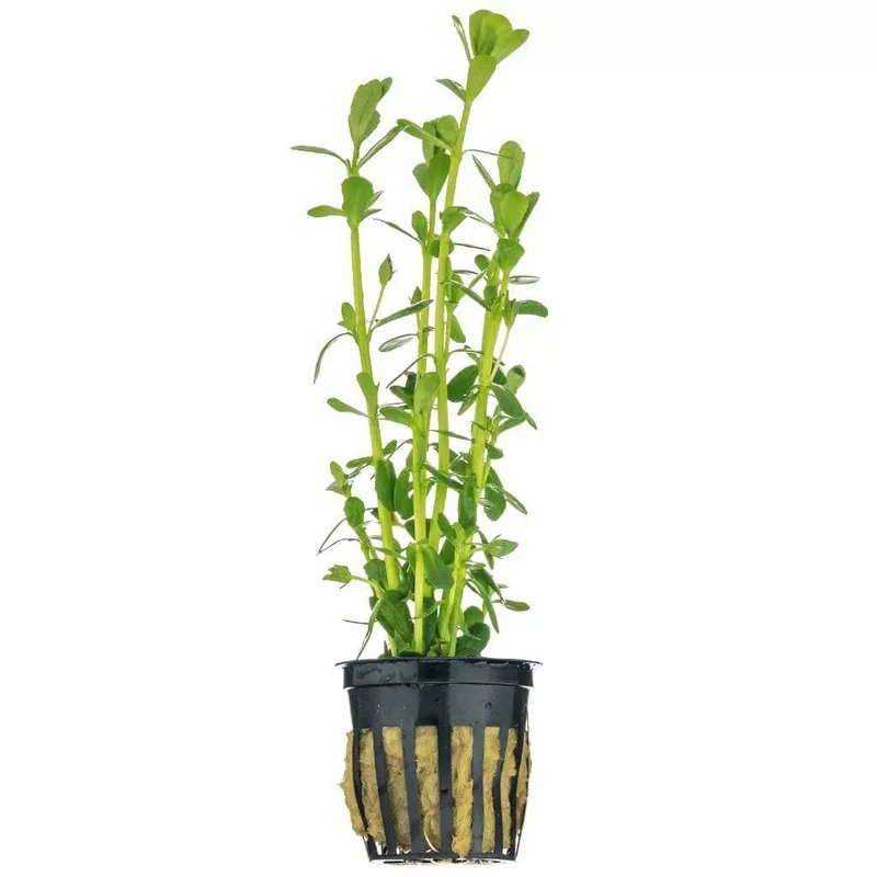 Moneywort (bacopa monnieri)