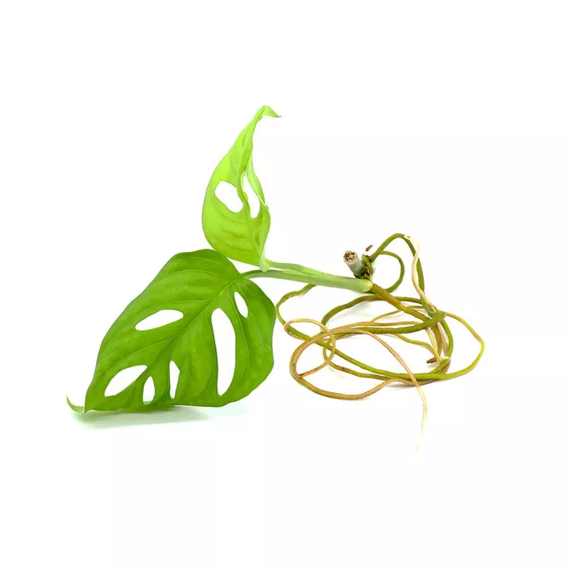 Monstera adansonii PlantNode/Leaf Cutting