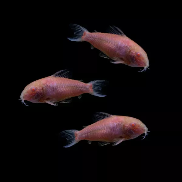 Moonrise Pink Corydoras 1″