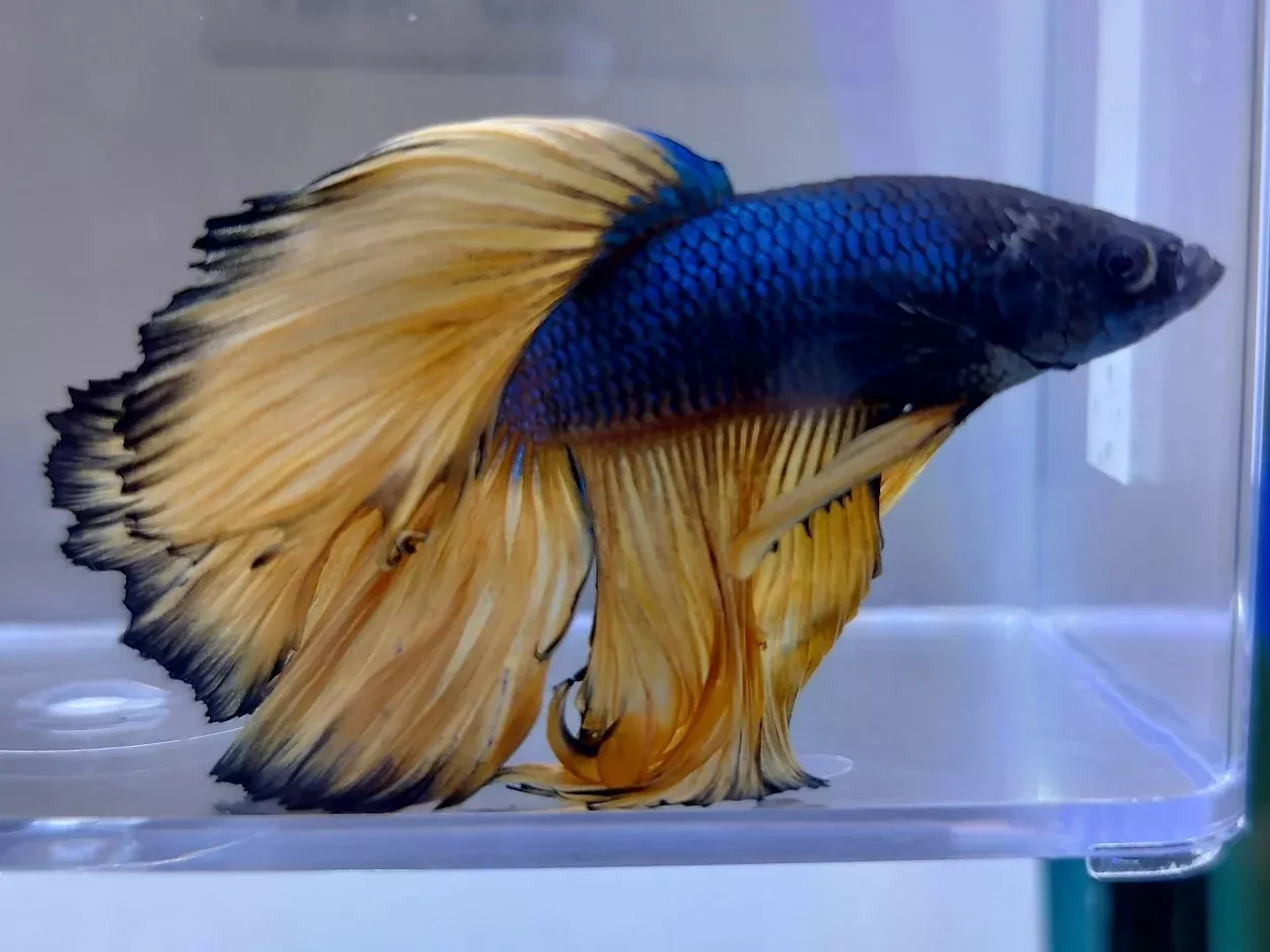 Mustard Gas Male Betta BT2E