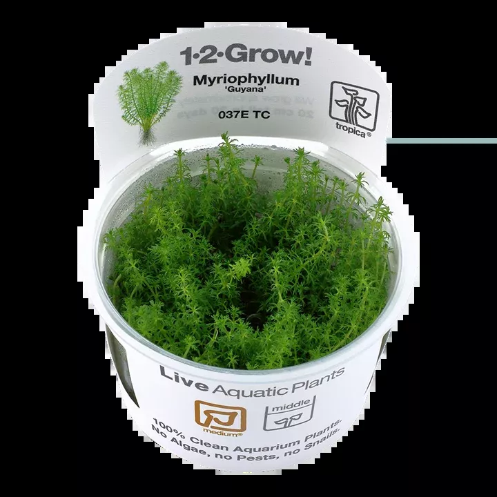Myriophyllum 'Guyana' TC by Tropica