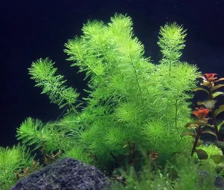 Myriophyllum sp. Guyana — Tissue Culture