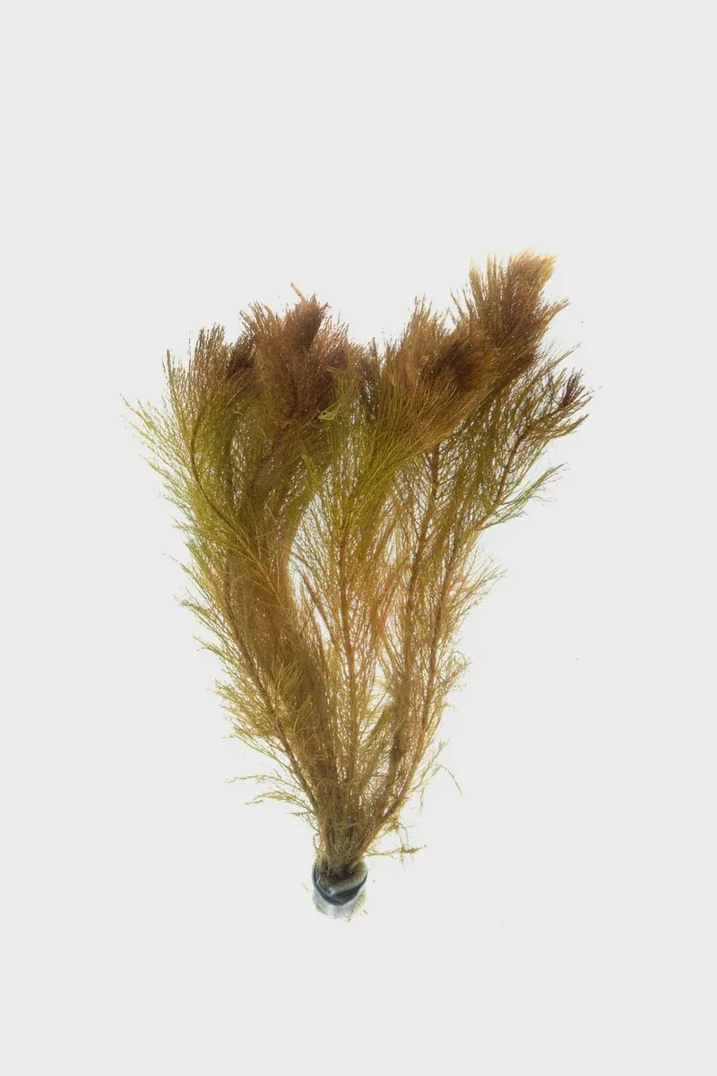 Myriophyllum Tuberculatum