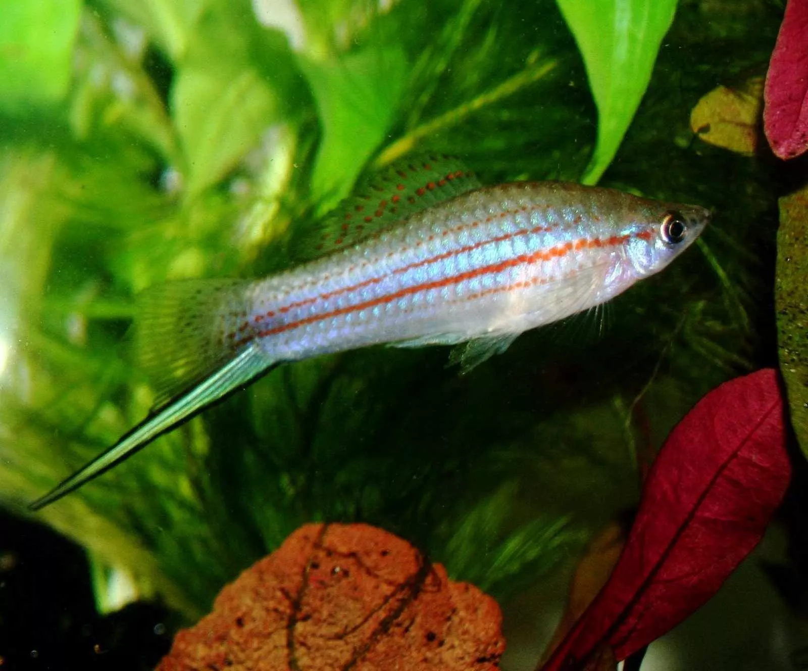 Neon Green Swordtail