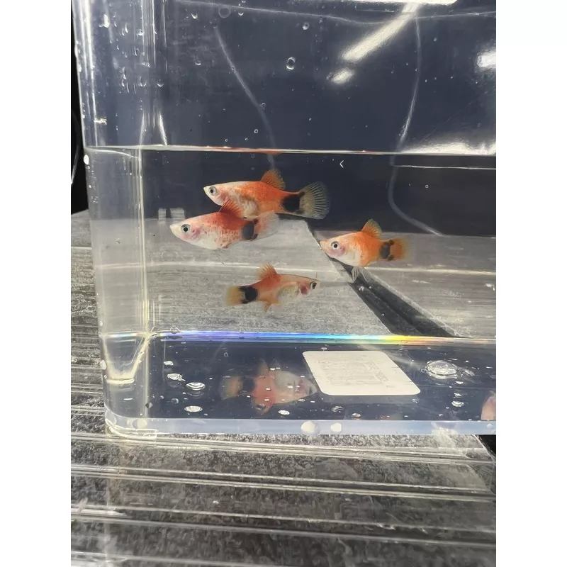 Neon Marigold Platy