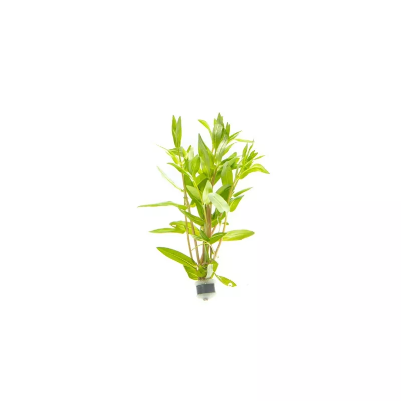 Nesaea Triflora