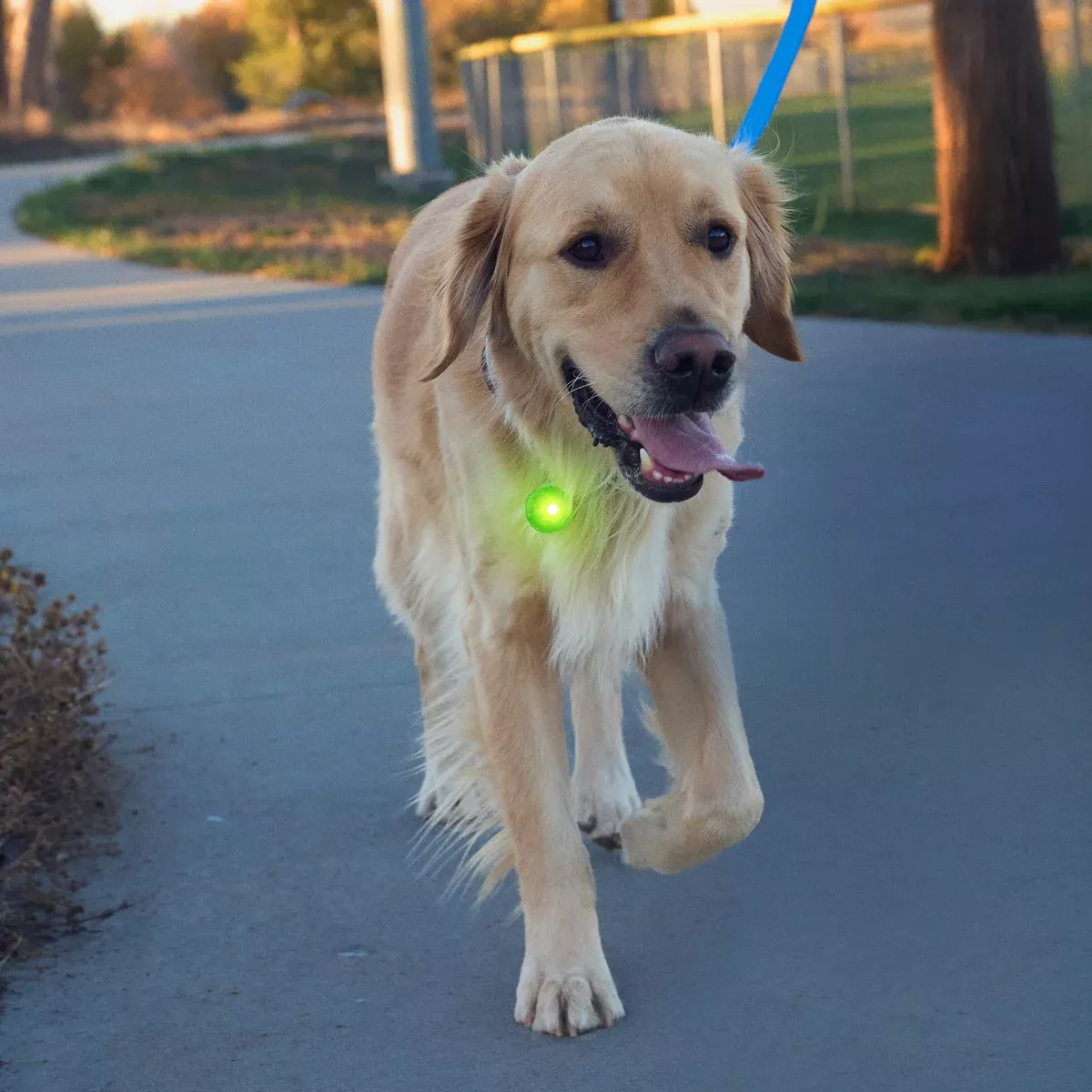 NiteIze Spotlit Rechargeable Dog/Cat Collar Light - Green
