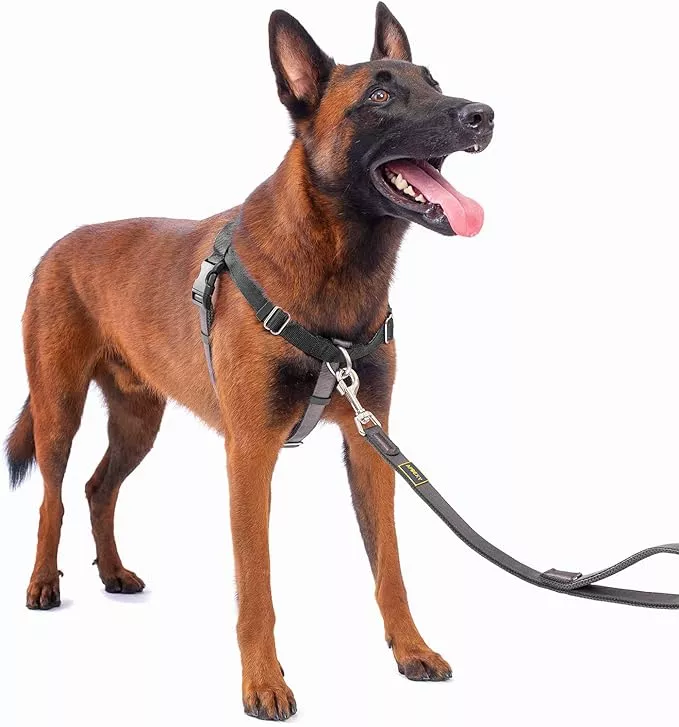 No Pull Dog Harness Freedom Walking, Easy Walk with Front and Back Stainless D-Rings, Sewn-in Instructions Tags for Easy Use, for Medium/Large Dogs Weight 40-60 lbs (Black, Med/Large)