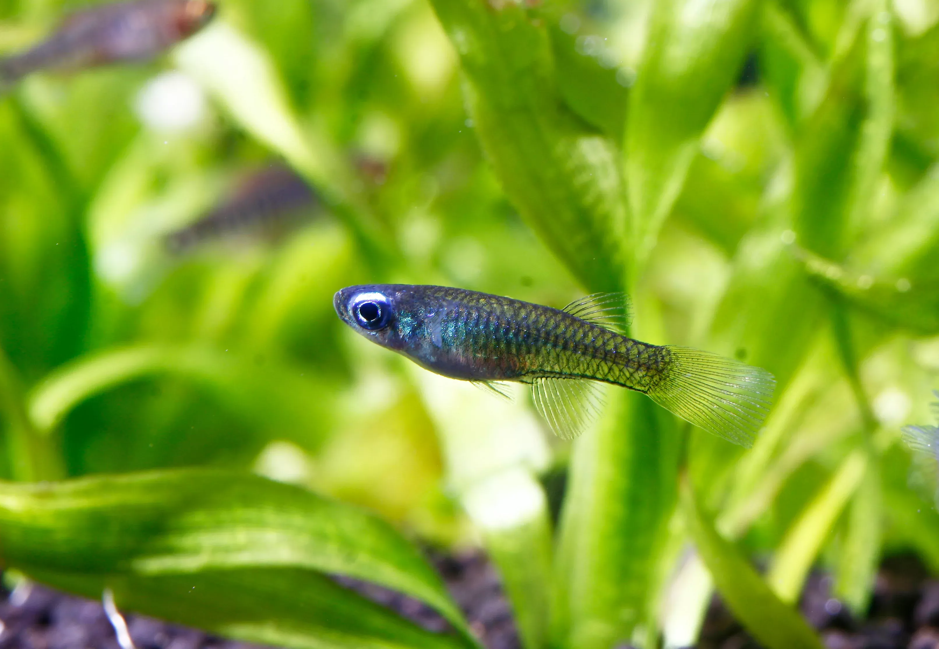 Norman’s Lampeye Killifish