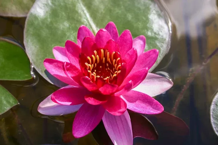 Nymphaea Perry's Baby Red Water Lily