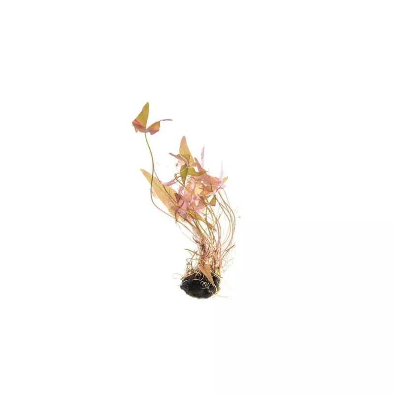 Nymphaea Stellata