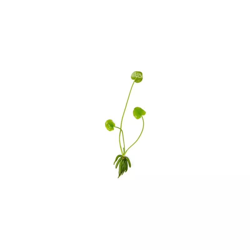 Nymphoides Aquatica / Banana Plant