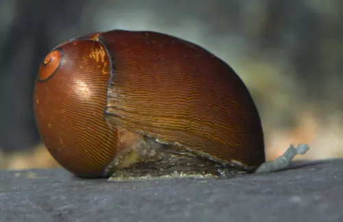 * Olive Nerite Snail *PLEASE CONTACT FOR AVAILABILITY BEFORE ORDERING *LOCAL ONLY, NO OUT OF STATE SHIPPING