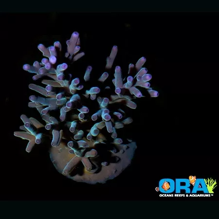 ORA Hawkin’s Echinata