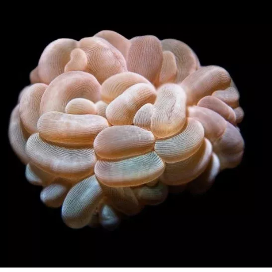 ORA MIMF Cream Bubble Coral