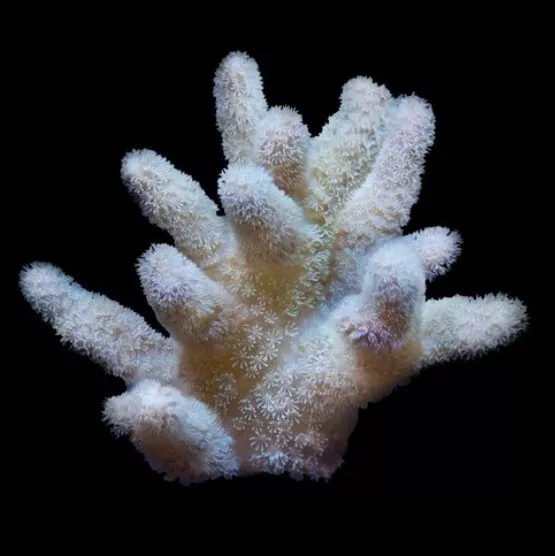 ORA MIMF Fuzzy Lobophytum
