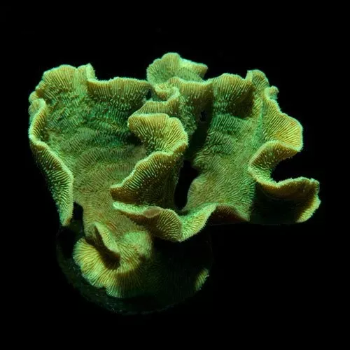 ORA Mint Pavona