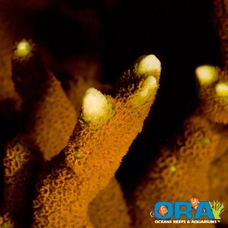 ORA Orange Montipora Digitata