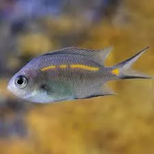 Orange Lined Chromis (Acanthochromis polyacanthus)