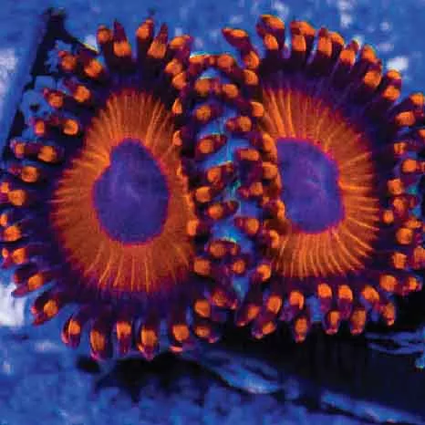 Orange Oxides Zoanthid F2