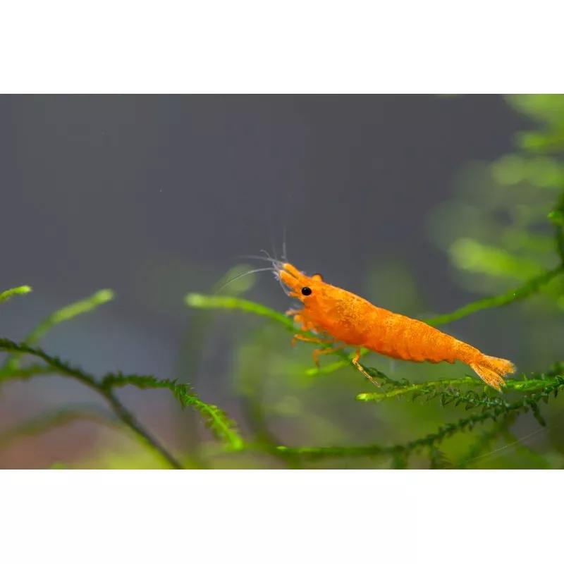 Orange Pumpkin Shrimp