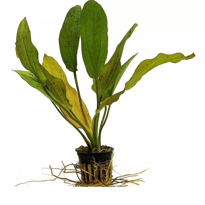 Ozelot Green Sword – Echinodorus sp