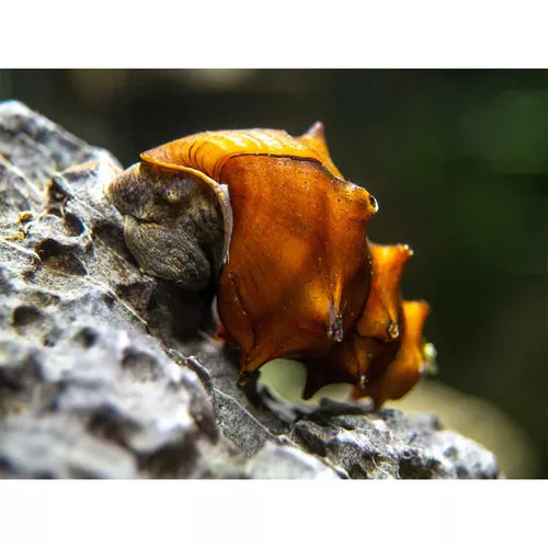 * Pagoda Snail *PLEASE CONTACT FOR AVAILABILITY BEFORE ORDERING *LOCAL ONLY, NO OUT OF STATE SHIPPING