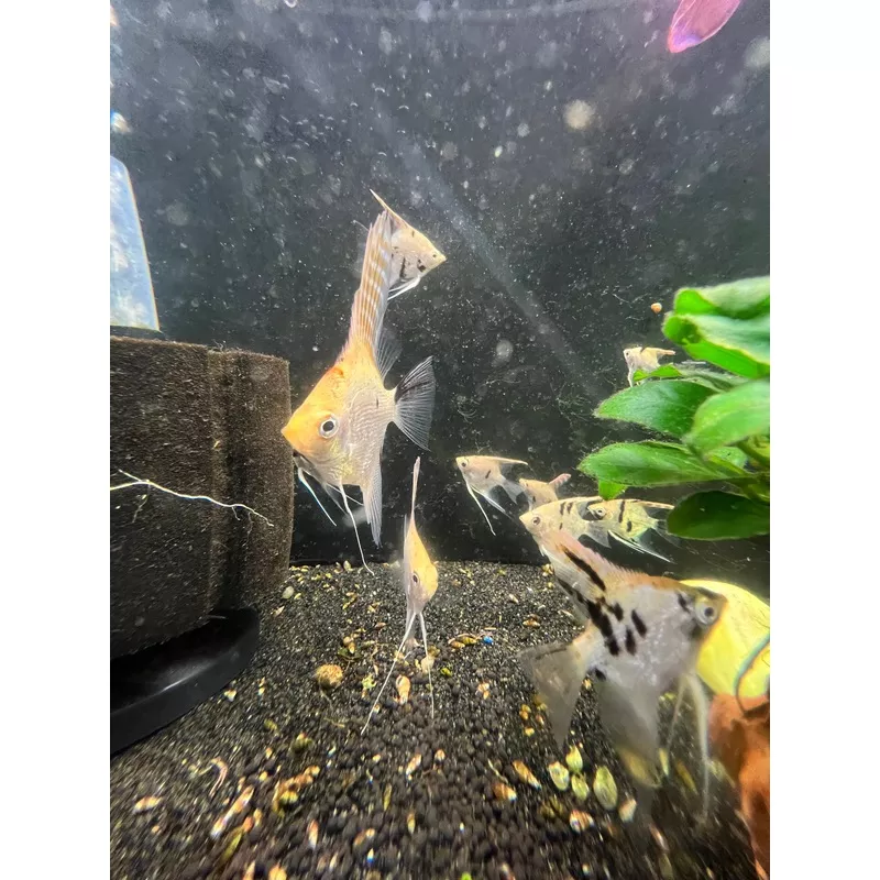 Peach Koi Angelfish LG (3″-3.5″)