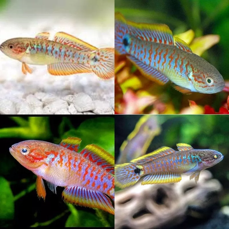 Peacock Gudgeon Goby