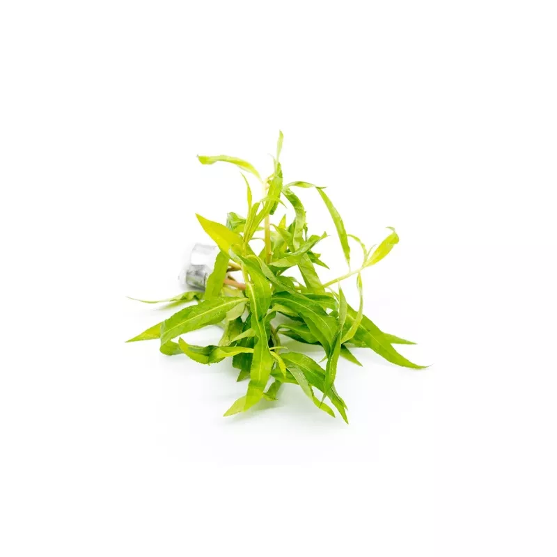 Penthorum Sedoides