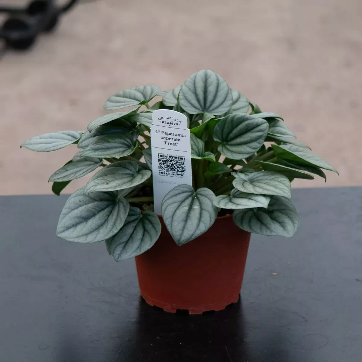 Peperomia Frost (Peperomia caperata ‘Frost’)