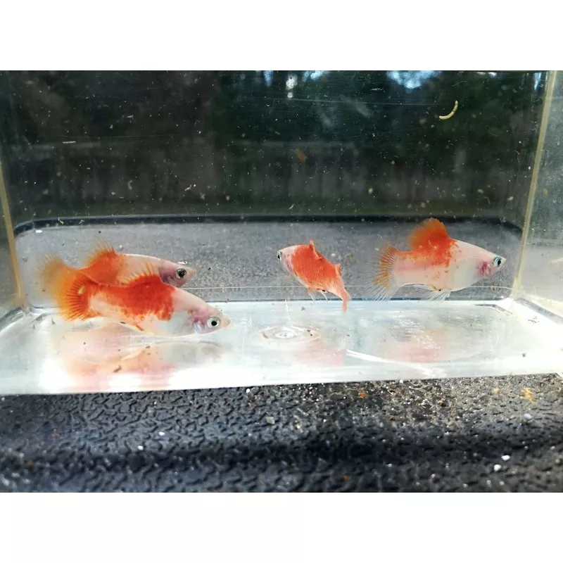Peppermint Platy