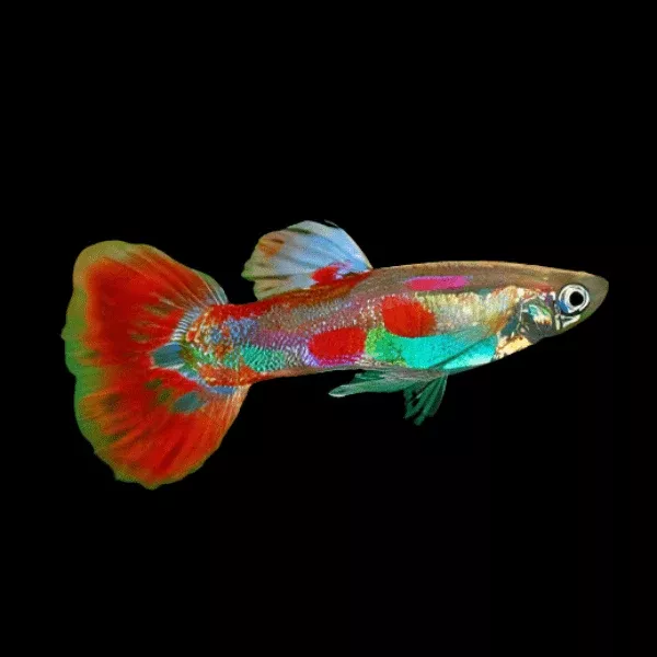 Pigeon Blood Guppy